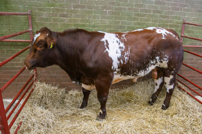 Topping the sale was a young, April 2020 born, Beef Shorthorn bull from J. F